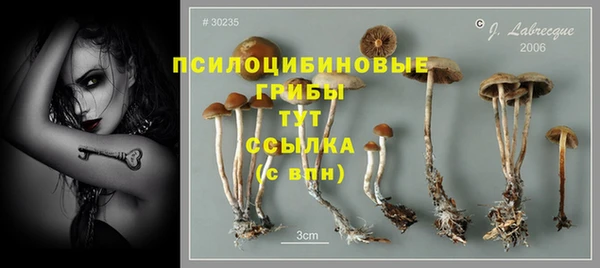 прущие грибы Абаза