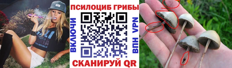 Галлюциногенные грибы Psilocybine cubensis Черепаново